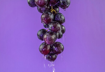 Dunkle Weintrauben auf Lila Hintergrund