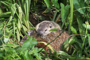 baby groundhog sleeps on mother groundhog