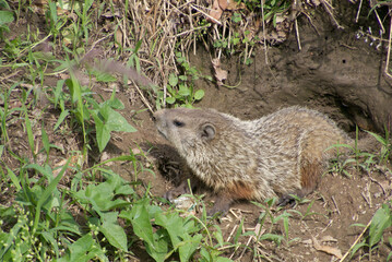 Naklejka na ściany i meble a groundhog emerges from its den