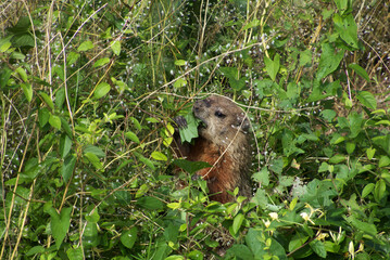 groundhog eating leaves