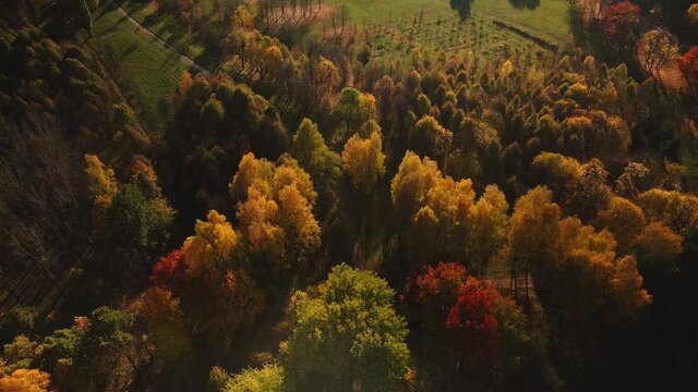 Flight over the autumn park. Shot in the backlight of the sun. Trees with yellow autumn leaves are visible.  Aerial photography.