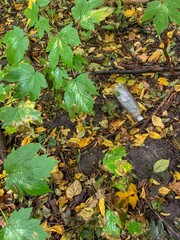 Plastic bottle in the forest, plastic in the wood, leaves on the ground, no plastic, environment protection, plastic bottle 