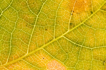 Feuille d'automne sénescente jaunissante, en plan rapproché, le réseau des nervures