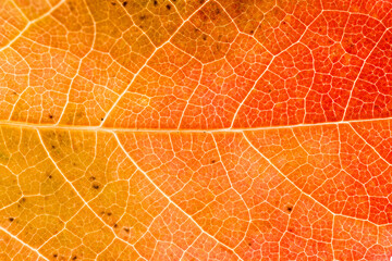 Fototapeta na wymiar Paysage des nervures d'une feuille d'automne en plan rapproché, couleurs chaudes