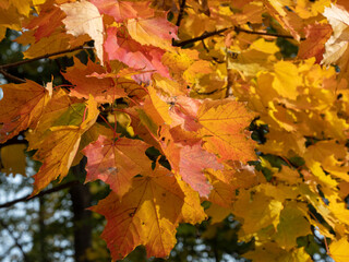 Colorful leaves in the autumn in the park