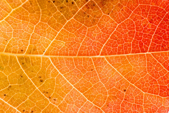 Paysage des nervures d'une feuille d'automne en plan rapproch&eacute;, couleurs chaudes