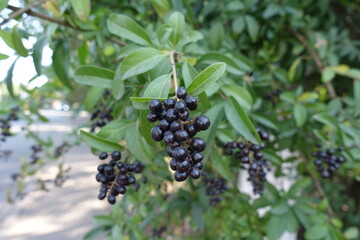 Close view of black berries of Ligustrum vulgare in  September