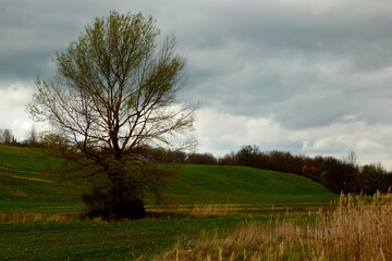 tree in the field