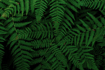 Large fern leaves background close up, top view
