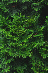 Cypress branches close up, textured background