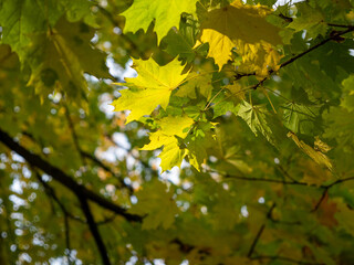 Colorful leaves in the autumn in the park