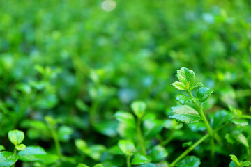 Fototapeta na wymiar Closeup of vivid green fresh new leaves of the shrubs