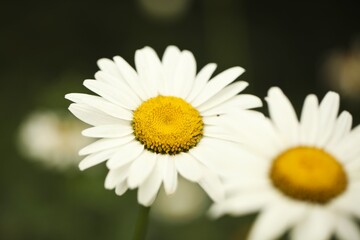Flower - daisies