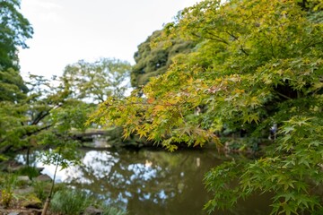Obraz premium Shortly before the autumn leaves