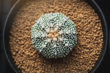 Astrophytum cactus close up with Akadema stone . Astrophytum Catus in black pot. Astrophytum asterias cactus. Top view of Astrophytum Asterias .
