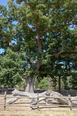 Val d' Orcia (SI), Italy - August 05, 2021: Val d' Orcia oak the checche tree, Tuscany, Italy
