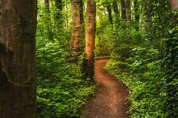 The Nederlands Limburg Landscape Nature Green Forest Woods Trail Path Hiking Summer