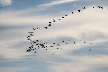 viele Kraniche am Himmel