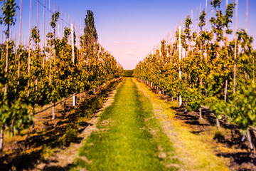 The Nederlands Limburg Landscape Nature Green Picking Fruit Summer