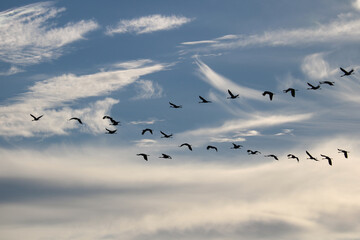 viele Kraniche am Himmel