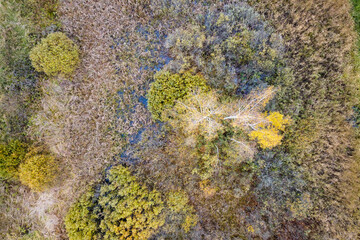 Aerial view of wetland with grasses and top trees in autumn