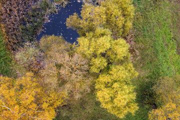 Aerial view of autumn pond with top trees yellow foliage in park