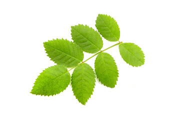 fresh green rose hip leaves isolated on white