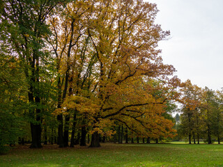 Obraz premium Colorful leaves in the autumn in the park