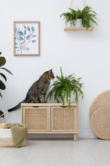 Cute tabby cat near houseplant on cabinet indoors