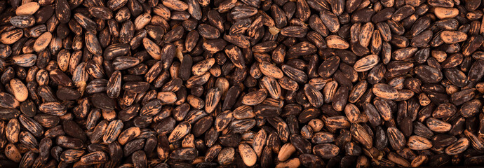 Panoramic photo of newly harvested pine nuts with shells.