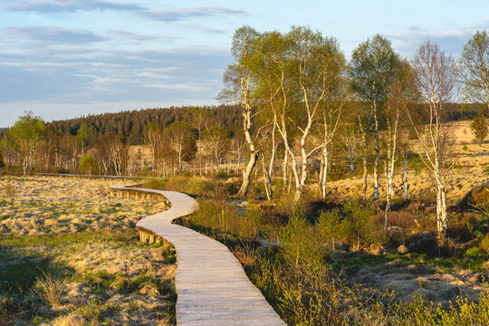 Les Haute Fagnes, Part of the Belgium Ardennes with burning trees.