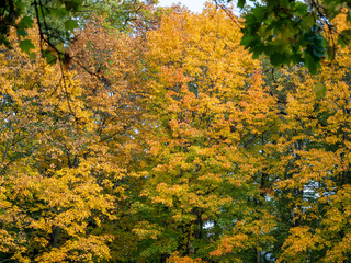 Colorful leaves in the autumn in the park