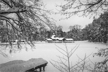 landscape with trees and snow