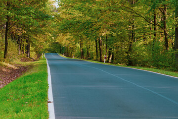 Asfaltowa droga w lesie. Jest jesień, na drzewach są żółte liście. © boguslavus