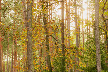 Jesień. Korony drzew w świetle słonecznym. © boguslavus