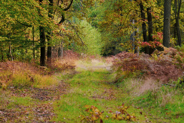 Leśna droga porośnięta trawą. Jest jesień.