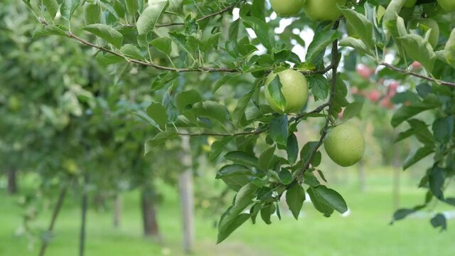 収穫を迎えた日本の青りんごの動画素材（品種は王林）