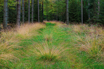 Dukt leśny porośnięty zieloną trawą.