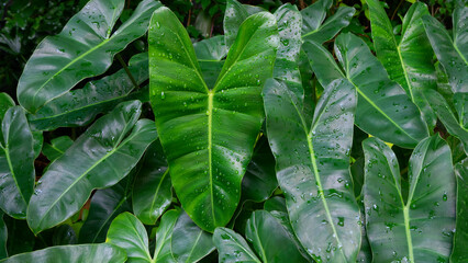 Obraz premium Green Philodendron leaves filled with water droplets after the rain