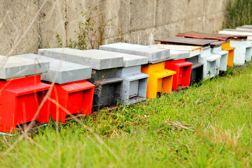 apiary