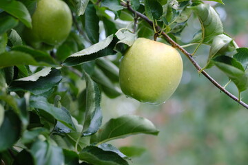 収穫を迎えた青リンゴ栽培の風景（王林）