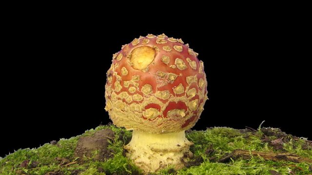 Time-lapse of growing fly agaric (Amanita Muscaria) mushroom in a forest 12b1 in PNG+ format with ALPHA transparency channel isolated on black background
