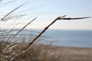 grass on a beach