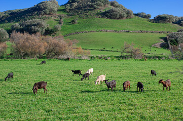 Naklejka premium free grazing goats on a green hill meadow on a sunny day
