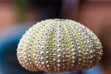 Sea urchin skeleton turned into ornamental object