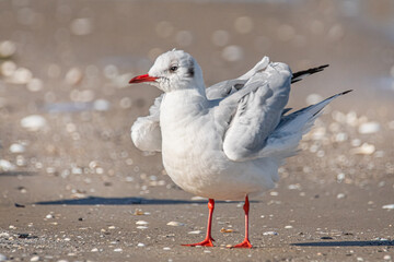 Aufgeplusterte Lachmöwe am Ostseestrand
