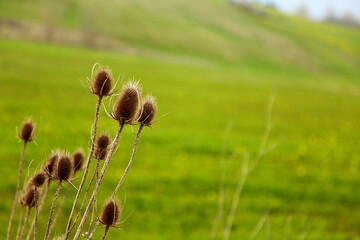 grass in the field