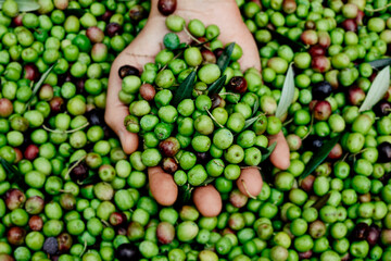 man with a bunch of olives in his hand