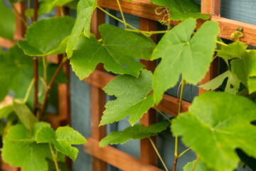 young Grape vines on a wooden trellis structure in garden