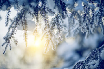 Branches of spruce in frost and snow. Winter
